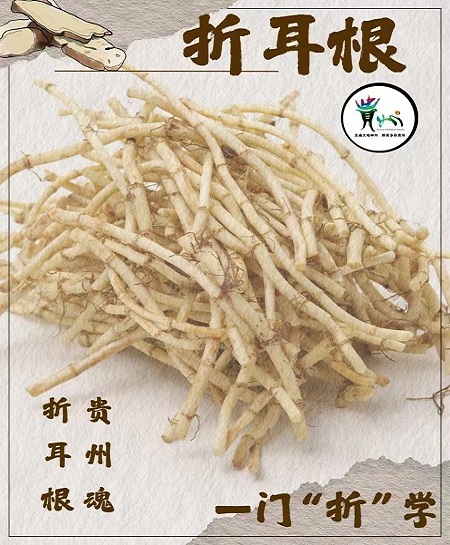 折耳根
